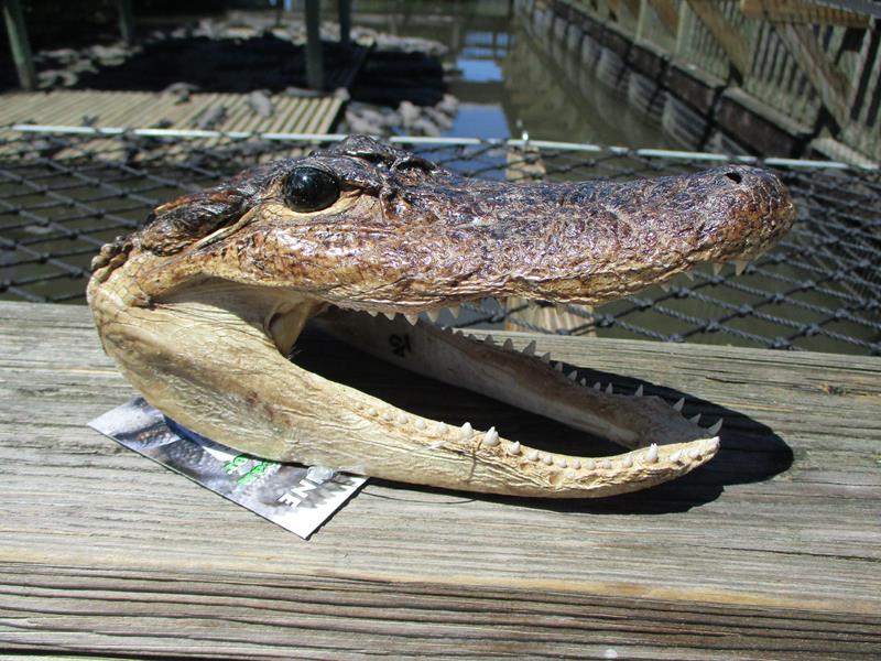 A Taxidermy Alligator Head 7",GGL